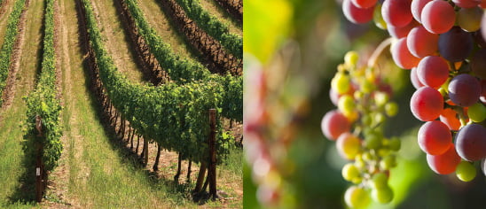 Davie County Wineries